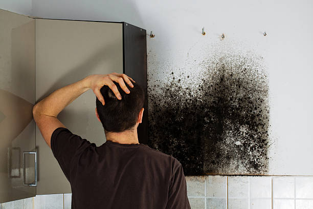 Flemington, NJ Mold Removal Company